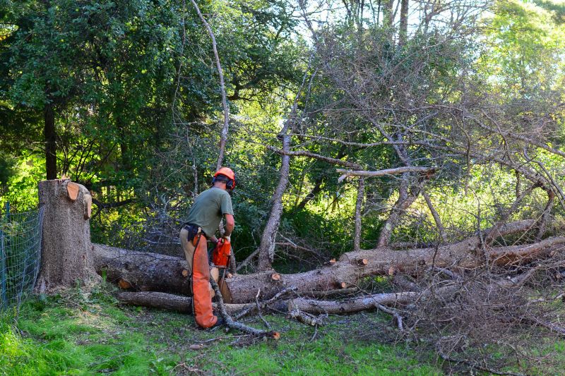 Local Large Tree Service pros at work