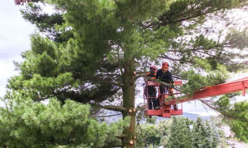 Large Tree Service