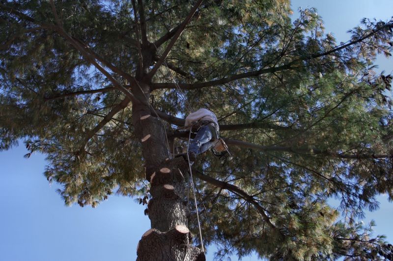 Large Tree Service
