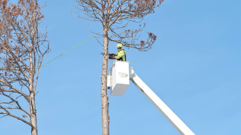 Large Tree Service detail