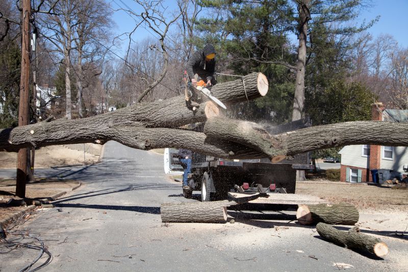 Large Tree Service detail