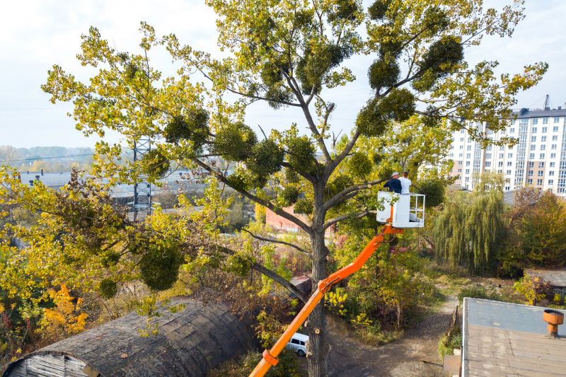 Large Tree Service