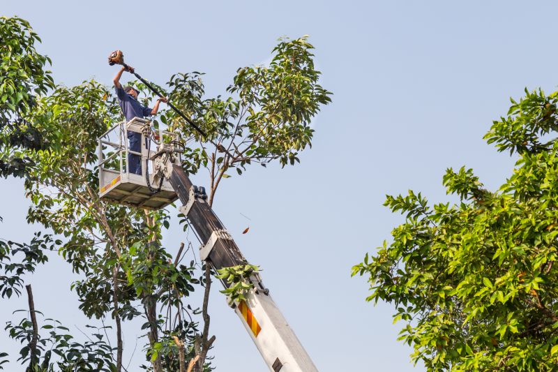 Large Tree Service