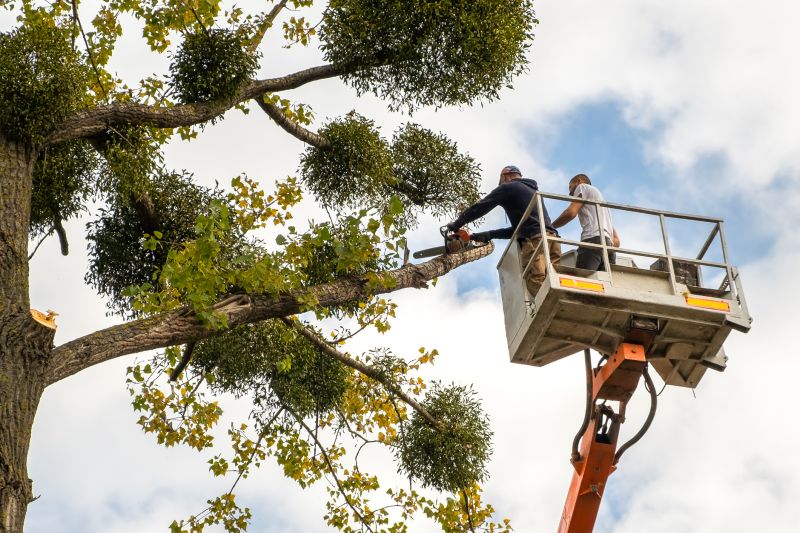 Large Tree Service